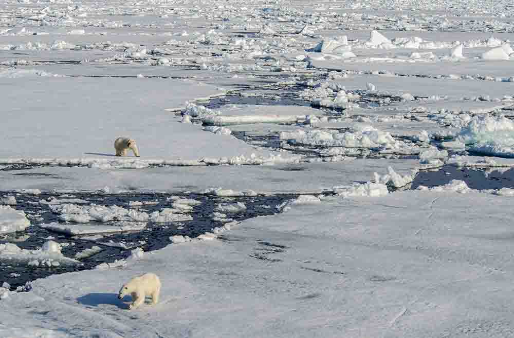 70 - Osos Polares - islas Svalbard - Noruega